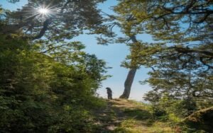 Nature, Comfort, and Heritage: Stay at the Best Hotels in Binsar Uttarakhand