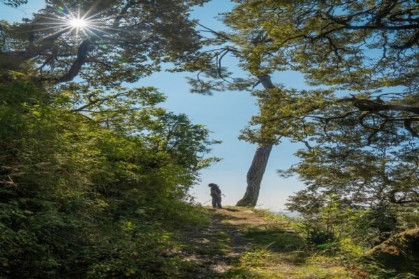 Nature, Comfort, and Heritage: Stay at the Best Hotels in Binsar Uttarakhand